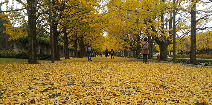 Arvores de ginkgo biloba